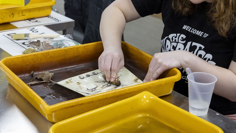 A student places a photo in chemicals to make a print.