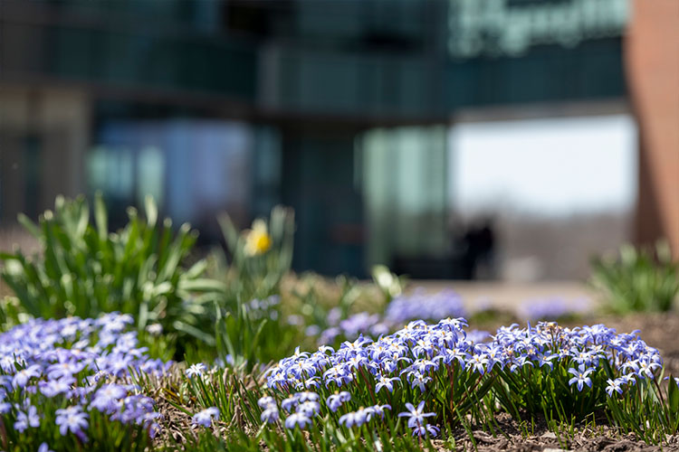 A close up photograph of young purple flowers in Global Village